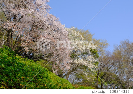 吾妻山公園の桜 神奈川県二宮町 吾妻山公園の桜 神奈川県二宮町 139844335