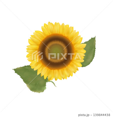 大きな黄色いひまわりの花と葉のイラスト 大きな黄色いひまわりの花と葉のイラスト 139844438