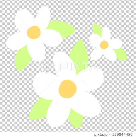 Daisy white color flower Daisy white color flower 139844489