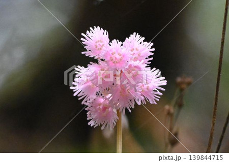 赤目渓谷で見た花径の先端に先が細かく分かれたピンク色の花弁の花の花序が綺麗なイワカガミ 赤目渓谷で見た花径の先端に先が細かく分かれたピンク色の花弁の花の花序が綺麗なイワカガミ 139844715