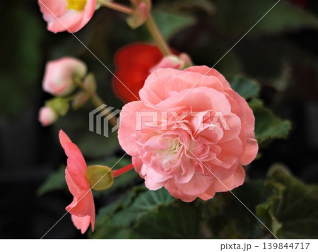 球根ベゴニアのピンク色の花 球根ベゴニアのピンク色の花 139844717