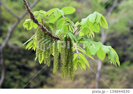 若い葉が伸びた元の枝から垂れ下がる多数の雄花の尾状花序が綺麗なオニグルミ 139844830