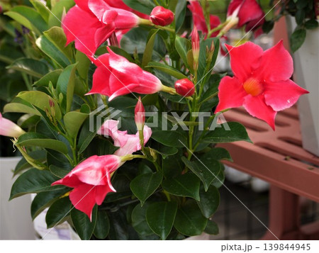 鉢植えのマンデビラの赤い花 鉢植えのマンデビラの赤い花 139844945