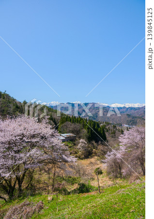 残雪の北アルプスと満開の桜【長野市某所より撮影】 139845125