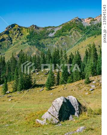 Green mountain slopes covered with tall evergreen trees and scattered rocks extend under a vast, clear blue sky on a bright day Green mountain slopes covered with tall evergreen trees and scattered rocks extend under a vast, clear blue sky on a bright day 139845143