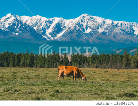 A cow grazes in a wide, dry steppe. Majestic snow-covered peaks of the Altai mountains rise under a clear blue sky A cow grazes in a wide, dry steppe. Majestic snow-covered peaks of the Altai mountains rise under a clear blue sky 139845176