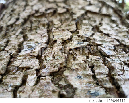 Tree Bark Close View Pattern Background, Tree Trunk Natural Texture Tree Bark Close View Pattern Background, Tree Trunk Natural Texture 139846511