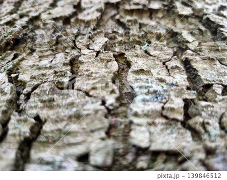 Tree Bark Close View Pattern Background, Tree Trunk Natural Texture 139846512