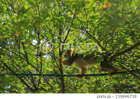 コモンリスザルが木の枝の中を駆け回る姿 コモンリスザルが木の枝の中を駆け回る姿 139846739