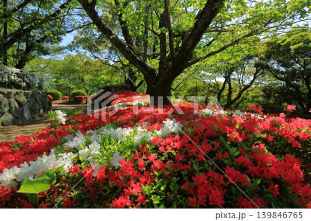 美しい紅白のツツジが咲く大牟田延命公園の散歩道 美しい紅白のツツジが咲く大牟田延命公園の散歩道 139846765