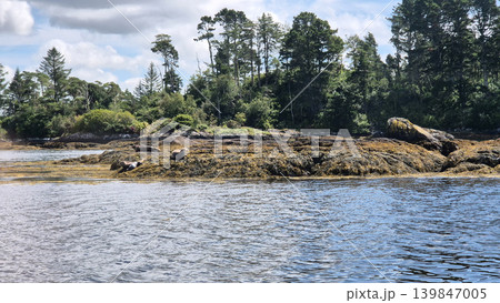 Navy Seal Animal Sitting On A Shore Navy Seal Animal Sitting On A Shore 139847005
