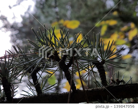 Green And Yellow Autumn Leaves Close View Natural Background 139847056
