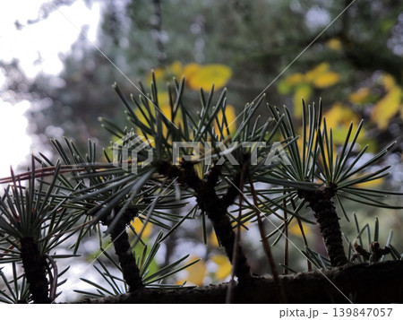 Green And Yellow Autumn Leaves Close View Natural Background 139847057
