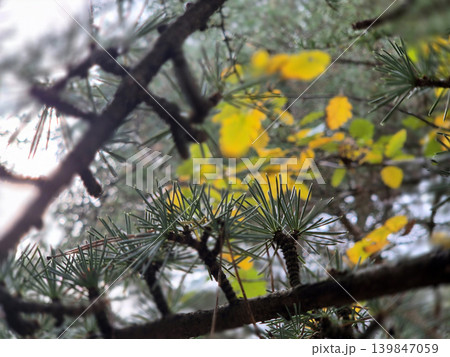 Green And Yellow Autumn Leaves Close View Natural Background Green And Yellow Autumn Leaves Close View Natural Background 139847059