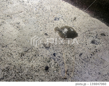 Fish Swimming in Aquarium Close View Background 139847060