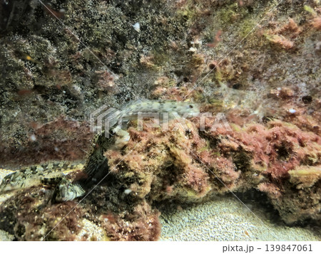 Fish Swimming in Aquarium Close View Background Fish Swimming in Aquarium Close View Background 139847061