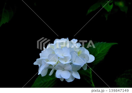 闇に浮かぶ白い紫陽花 闇に浮かぶ白い紫陽花 139847149