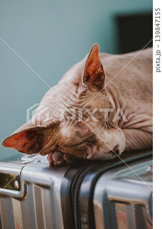 A hairless Sphynx cat is peacefully napping on a modern, metallic suitcase. Feline pet in a moment of travel readiness or relaxation, ideal for vacation and animal-related themes. Furless hairless cat A hairless Sphynx cat is peacefully napping on a modern, metallic suitcase. Feline pet in a moment of travel readiness or relaxation, ideal for vacation and animal-related themes. Furless hairless cat 139847155