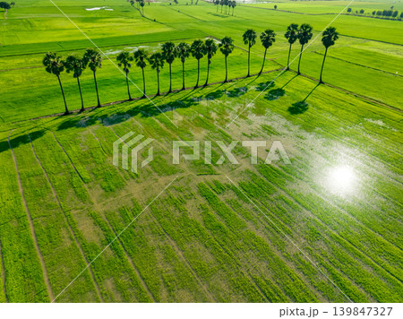 Aerial view of lush green rice field with sugar palm trees. Sustainable agriculture landscape. Sustainable rice farming. Rice cultivation. Green landscape. Organic farming. Sustainable land use. Aerial view of lush green rice field with sugar palm trees. Sustainable agriculture landscape. Sustainable rice farming. Rice cultivation. Green landscape. Organic farming. Sustainable land use. 139847327