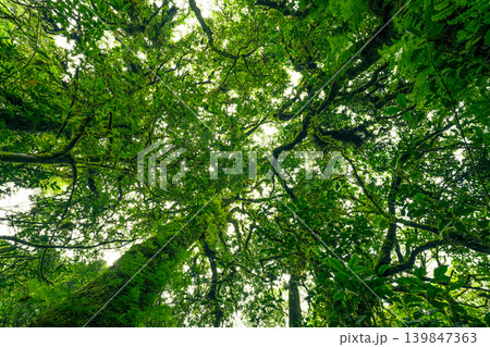 Green tree forest with sunlight through green leaves. Natural carbon capture and carbon credit concept. Sustainable forest management. Trees absorb carbon dioxide. Natural carbon sink. Environment day Green tree forest with sunlight through green leaves. Natural carbon capture and carbon credit concept. Sustainable forest management. Trees absorb carbon dioxide. Natural carbon sink. Environment day 139847363