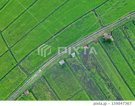 Scenic aerial landscape of rice cultivation on vibrant green farmland, where organic farming methods support environmental conservation and rural sustainability in a summer agricultural setting Scenic aerial landscape of rice cultivation on vibrant green farmland, where organic farming methods support environmental conservation and rural sustainability in a summer agricultural setting 139847367