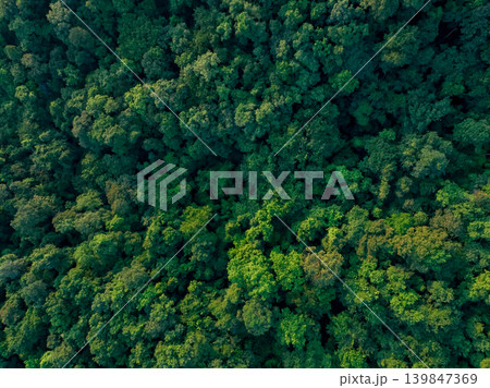 Aerial top view of green trees in forest. Drone view of dense green tree captures CO2. Green tree nature background for carbon neutrality and net zero emissions concept. Sustainable green environment. 139847369