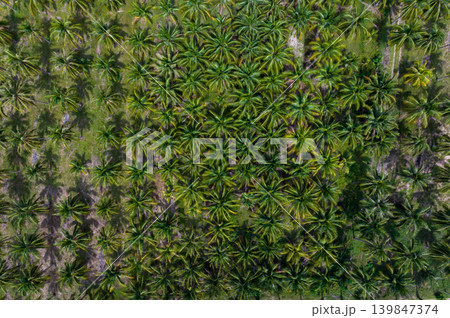 Aerial view of coconut palm tree plantation in tropical farm field during summer. Sustainable agriculture and organic beauty product raw material concept. Coconut grove rows in agricultural farm. 139847374
