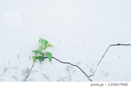 Bodhi tree growing through cracked white concrete wall with green leaves emerging from old cement surface. Growth mindset, hope, resilience and breakthrough power of nature overcoming challenges. Bodhi tree growing through cracked white concrete wall with green leaves emerging from old cement surface. Growth mindset, hope, resilience and breakthrough power of nature overcoming challenges. 139847406