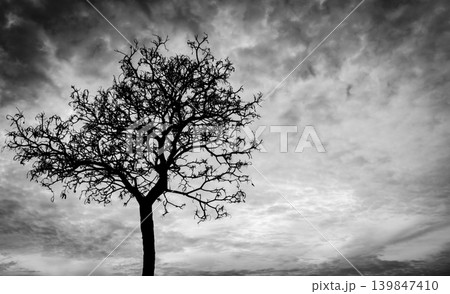 Silhouette dead tree on dark dramatic sky background for scary or death. Halloween night background. Hopeless and despair concept. Creepy and spooky scene. Scary forest. Horror night on Halloween day Silhouette dead tree on dark dramatic sky background for scary or death. Halloween night background. Hopeless and despair concept. Creepy and spooky scene. Scary forest. Horror night on Halloween day 139847410