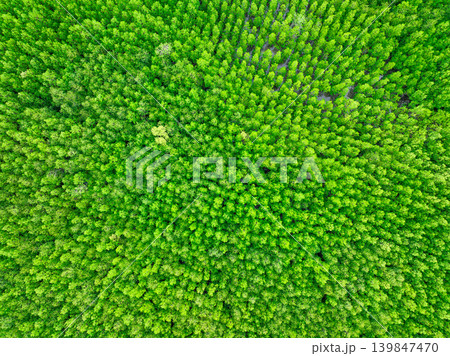 Aerial view green mangrove forest. Natural carbon sinks. Mangroves trees capture CO2. Blue carbon ecosystems. Mangroves absorb carbon dioxide emissions and mitigating global warming. Green ecosystem. Aerial view green mangrove forest. Natural carbon sinks. Mangroves trees capture CO2. Blue carbon ecosystems. Mangroves absorb carbon dioxide emissions and mitigating global warming. Green ecosystem. 139847470