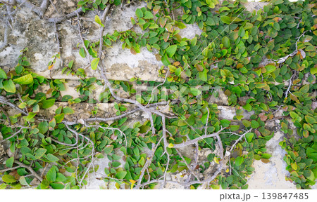 Climbing plant with small green leaves creating natural texture on wall in tropical garden reducing air dust pollution, perfect for eco wall environmental sustainability and clean environment concept. 139847485