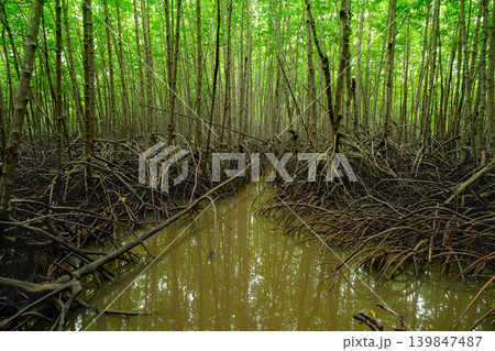 Green mangrove forest. Mangrove tree with root. Natural carbon sink fight climate change. Sustainability in carbon-neutral ecosystems. Green and sustainable environment. Natural carbon capture. Green mangrove forest. Mangrove tree with root. Natural carbon sink fight climate change. Sustainability in carbon-neutral ecosystems. Green and sustainable environment. Natural carbon capture. 139847487