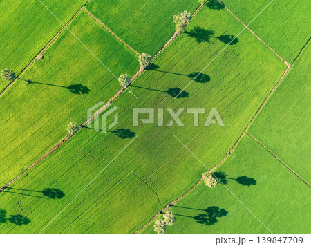 Aerial view of green rice field with trees in Thailand. Above view of agricultural field. Rice plants. Natural pattern of green rice farm. Beauty in nature. Sustainable agriculture. Carbon neutrality. 139847709