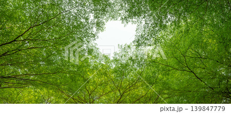 Bottom view of tree with green leaves and branches in tropical forest. Fresh environment in park. Green tree give oxygen in summer garden. Ecology concept. Carbon reduction. Plants for carbon credit. 139847779