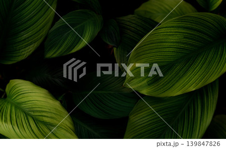Closeup green leaves of tropical plant in garden. Dense dark green leaf with beauty pattern texture background. Green leaves for spa background. Green wallpaper. Top view ornamental plant in garden. Closeup green leaves of tropical plant in garden. Dense dark green leaf with beauty pattern texture background. Green leaves for spa background. Green wallpaper. Top view ornamental plant in garden. 139847826