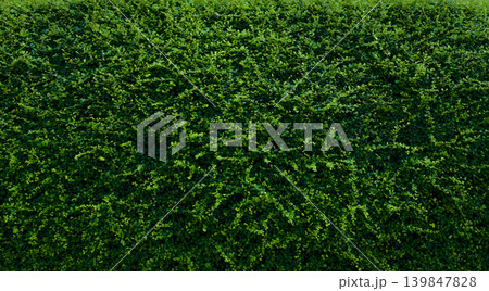 Small green leaves in hedge wall texture background. Closeup green hedge plant in garden. Eco evergreen hedge wall. Natural backdrop. Beauty in nature. Green leaves with natural pattern wallpaper. Small green leaves in hedge wall texture background. Closeup green hedge plant in garden. Eco evergreen hedge wall. Natural backdrop. Beauty in nature. Green leaves with natural pattern wallpaper. 139847828