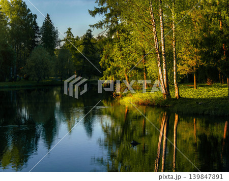 Golden light glows through forest trees. Gatchina. Golden light glows through forest trees. Gatchina. 139847891