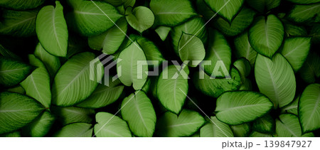 Closeup green leaves of tropical plant in garden. Dense green leaf with beauty pattern texture background. Green leaves for spa banner background. Green wallpaper. Top view ornamental plant in garden. Closeup green leaves of tropical plant in garden. Dense green leaf with beauty pattern texture background. Green leaves for spa banner background. Green wallpaper. Top view ornamental plant in garden. 139847927