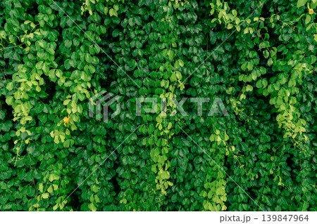 Green vine eco wall. Green creeping plant with wet leaves climbing on wall. Green leaves texture background. Green leaves of ivy with water drops. Exterior of sustainable building. Close to nature. 139847964
