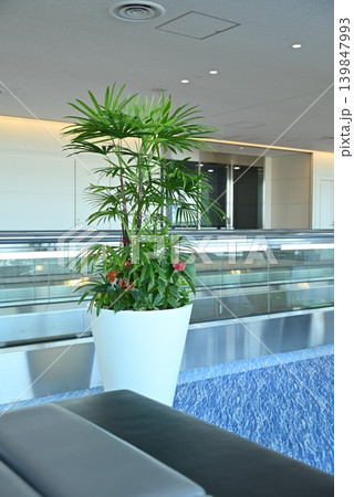 空港ラウンジに設置された観葉植物と近代的なインテリア 空港ラウンジに設置された観葉植物と近代的なインテリア 139847993