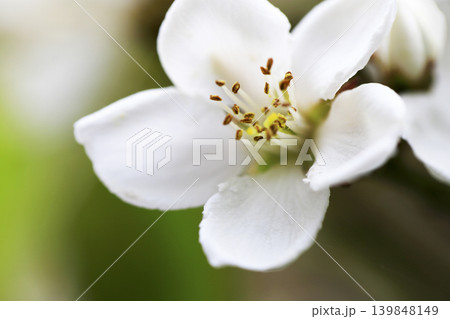 春の薄日をうけて咲くシャリンバイの白い花 139848149