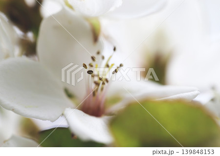 春の薄日をうけて咲くシャリンバイの白い花 春の薄日をうけて咲くシャリンバイの白い花 139848153