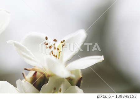 春の薄日をうけて咲くシャリンバイの白い花 春の薄日をうけて咲くシャリンバイの白い花 139848155