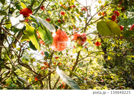 Sun-drenched red camellia flowers blooming in a lush spring garden. Concept of solar vitality, natural warmth, and botanical beauty. Dreamy mood. Sun-drenched red camellia flowers blooming in a lush spring garden. Concept of solar vitality, natural warmth, and botanical beauty. Dreamy mood. 139848225