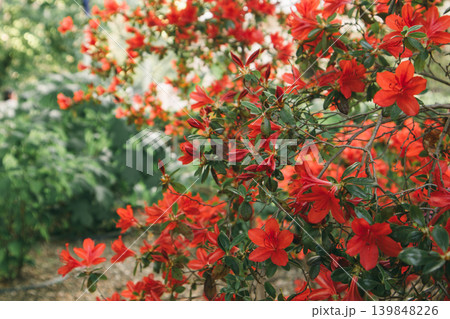 Vibrant red azalea bushes blooming in a classic garden. Concept of floral abundance, spring renewal, landscape design. Beautiful rhododendron flowers, Vibrant red azalea bushes blooming in a classic garden. Concept of floral abundance, spring renewal, landscape design. Beautiful rhododendron flowers, 139848226