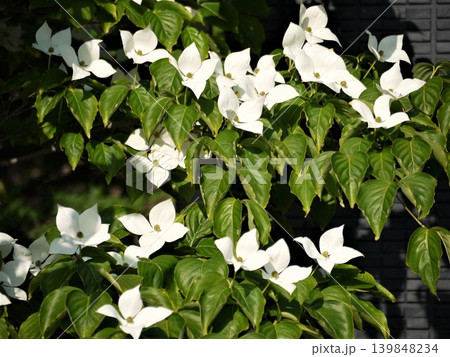 ヤマボウシの木の白い花 ヤマボウシの木の白い花 139848234