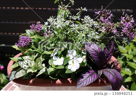 初夏の花の寄せ植え 初夏の花の寄せ植え 139848251