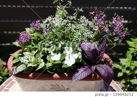 初夏の花の寄せ植え 初夏の花の寄せ植え 139848252