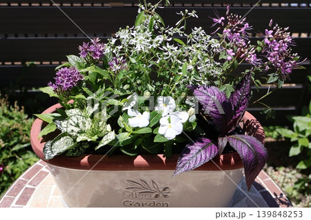 初夏の花の寄せ植え 初夏の花の寄せ植え 139848253