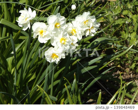 一月から咲き始めた副花冠は黄色いスイセンの白い花 一月から咲き始めた副花冠は黄色いスイセンの白い花 139848469